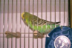 011-Pic093