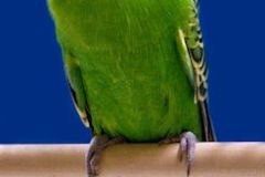 014-Kevin-Smiths-Lt-G