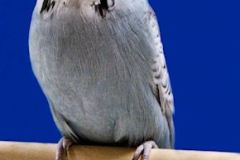 019-Pauline-Grey-02