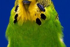 021-Pauline-Lite-Green-02