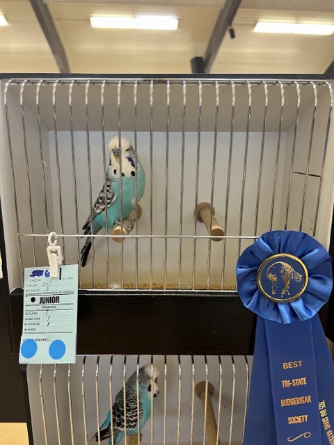 Exhibition budgerigar in a show cage