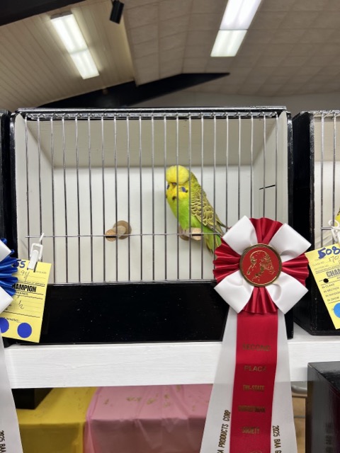 Budgerigar exhibited in a show cage