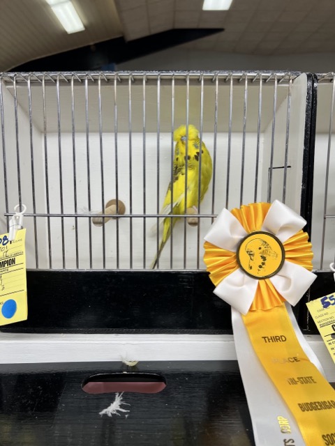 Budgerigar at a club show